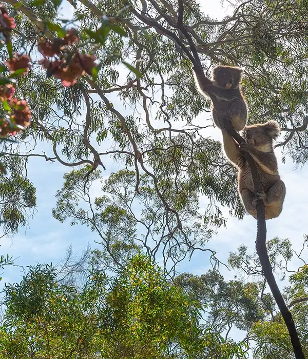 Koalas in trees at Belair National Park