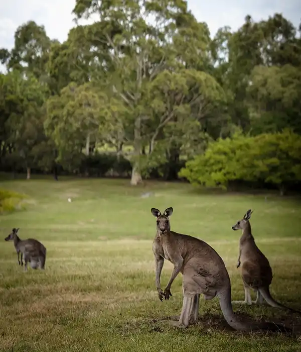 Kangaroos at Belair National Park